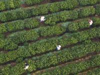  江苏洞庭山：碧螺春茶迎来采摘期
