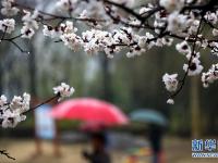  山东：春雨润花