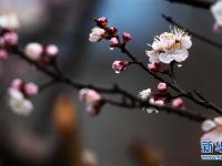  山东：春雨润花