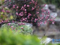  山东：春雨润花
