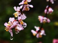  山东：春雨润花
