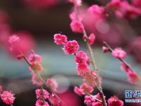 山东：春雨润花