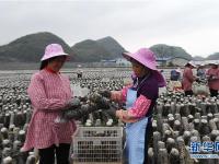  广西富川：集体经济助增收