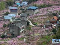  “桃花故里”赏桃花