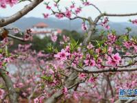  “桃花故里”赏桃花