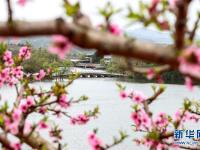  “桃花故里”赏桃花
