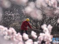  春分时节花伴农事