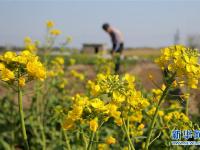  春分时节花伴农事