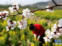  春分时节花伴农事