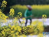  春分时节花伴农事
