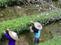  春分时节花伴农事
