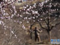  春分时节花伴农事