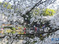  春日樱满园
