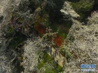  春日樱满园