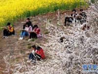  春日寻芳 多彩山乡
