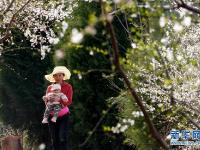  春日寻芳 多彩山乡