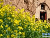  春日寻芳 多彩山乡