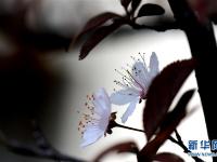  上海：千花百卉争明媚