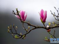  上海：千花百卉争明媚