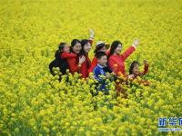  油菜花开迎客来