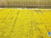  油菜花开迎客来