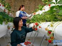  特色种植助农增收
