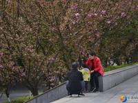 醉美邵阳：西湖桥头樱花盛开
