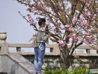 醉美邵阳：西湖桥头樱花盛开