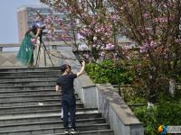 醉美邵阳：西湖桥头樱花盛开