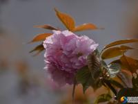 醉美邵阳：西湖桥头樱花盛开