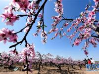  山东郯城：“农家花园”助力乡村旅游