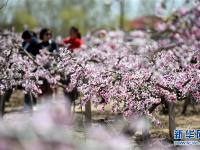 山东郯城：“农家花园”助力乡村旅游