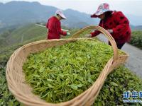  明前茶飘香 茶农采茶忙