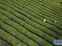  明前茶飘香 茶农采茶忙