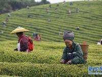  明前茶飘香 茶农采茶忙