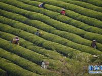  明前茶飘香 茶农采茶忙