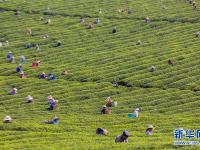  明前茶飘香 茶农采茶忙