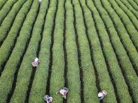  明前茶飘香 茶农采茶忙