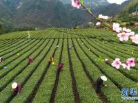  湖北秭归：丝绵茶香助增收