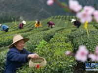  湖北秭归：丝绵茶香助增收