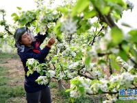  河南方城：万亩黄金梨花开