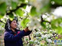  河南方城：万亩黄金梨花开