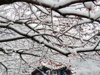  河北张家口降春雪
