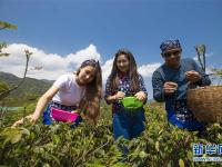  江西九江：留学生体验茶文化