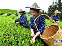 武夷山：生态茶园 祭茶喊山