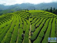  武夷山：生态茶园 祭茶喊山