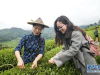  武夷山：生态茶园 祭茶喊山