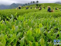  武夷山：生态茶园 祭茶喊山