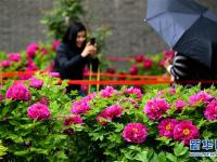  河北正定：雨润牡丹迎客来
