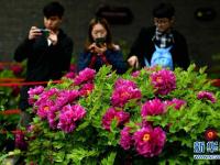  河北正定：雨润牡丹迎客来